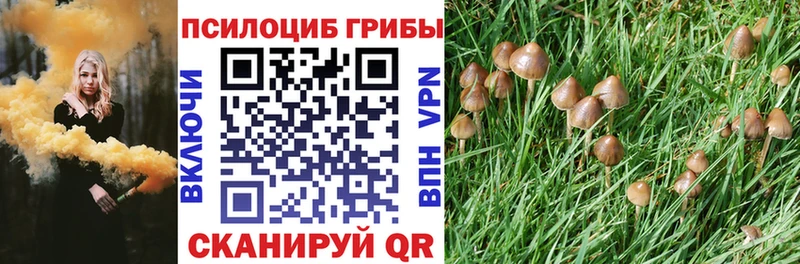 купить наркотики цена  Хвалынск  Псилоцибиновые грибы мицелий 